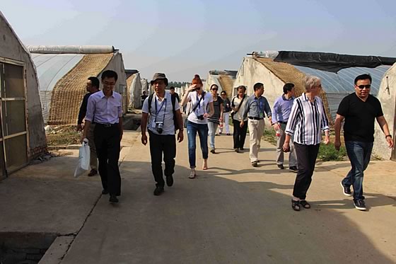 Visit to Noah Organic Farm, Pinggu, Beijing to see examples of commercial application of predatory mites and other natural enemies in greenhouse vegetables